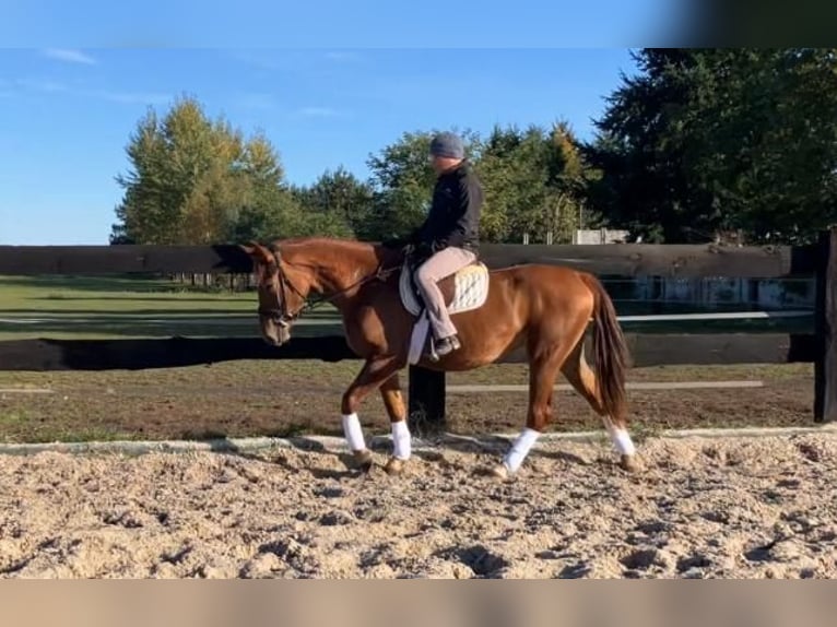 Polish sport horse Mare 3 years 15,2 hh Chestnut-Red in G&#xF6;rlitz