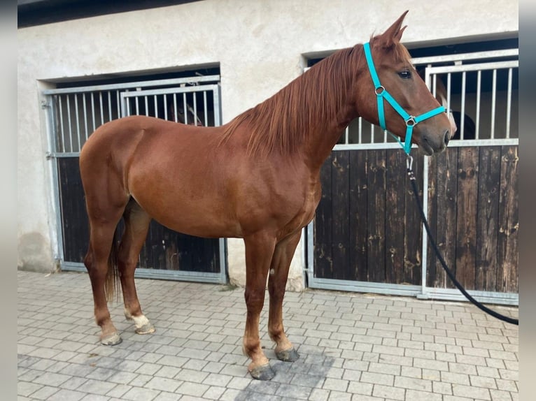 Polish sport horse Mare 3 years 15,2 hh Chestnut-Red in G&#xF6;rlitz
