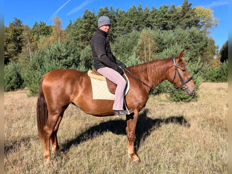 Polish sport horse Mare 3 years 15,2 hh Chestnut-Red in G&#xF6;rlitz