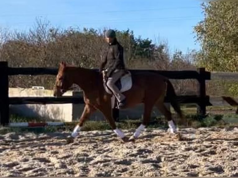 Polish sport horse Mare 3 years 15,2 hh Chestnut-Red in G&#xF6;rlitz