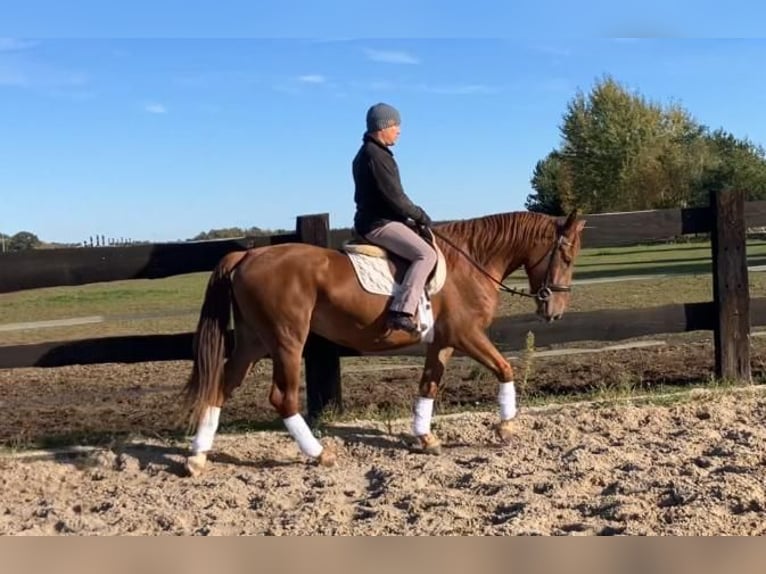 Polish sport horse Mare 3 years 15,2 hh Chestnut-Red in G&#xF6;rlitz