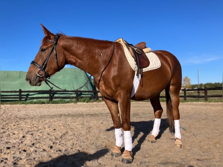 Polish sport horse Mare 3 years 15,2 hh Chestnut-Red in G&#xF6;rlitz