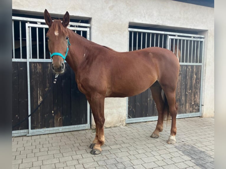 Polish sport horse Mare 3 years 15,2 hh Chestnut-Red in G&#xF6;rlitz