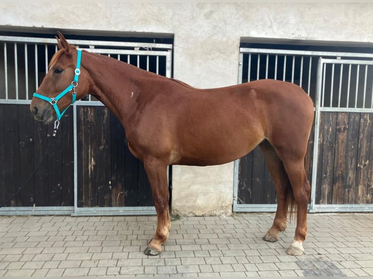 Polish sport horse Mare 3 years 15,2 hh Chestnut-Red in G&#xF6;rlitz