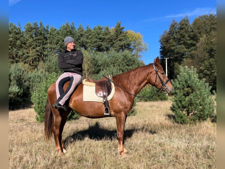 Polish sport horse Mare 3 years 15,2 hh Chestnut-Red in G&#xF6;rlitz