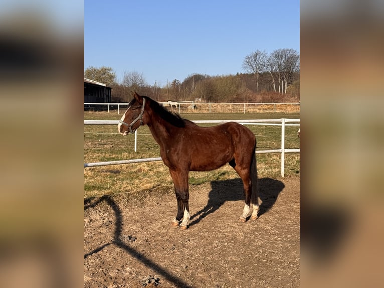 Polish sport horse Mare 3 years 15,3 hh Brown in Elbląg