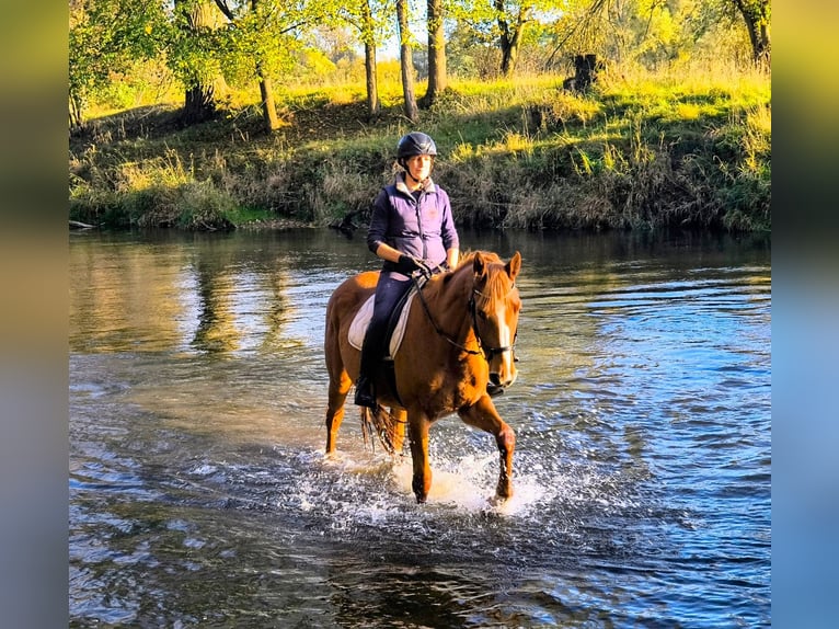 Polish sport horse Mare 3 years 16.1 hh Chestnut-Red in Leszno Dolne