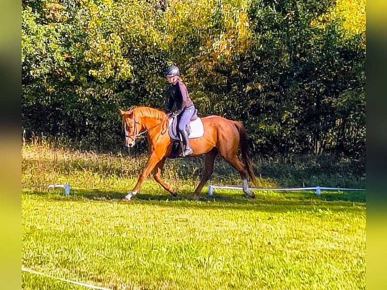 Polish sport horse Mare 3 years 16.1 hh Chestnut-Red in Leszno Dolne