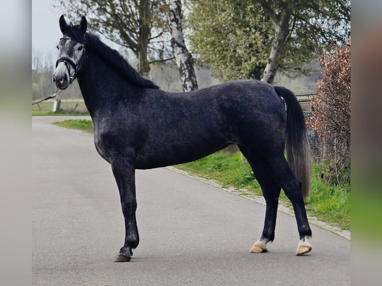 Polish sport horse Mare 3 years 16.1 hh Grey-Dark-Tan in Someren