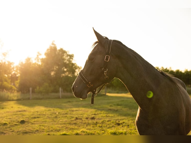 Polish sport horse Mare 3 years 16.1 hh Grey in Barlinek