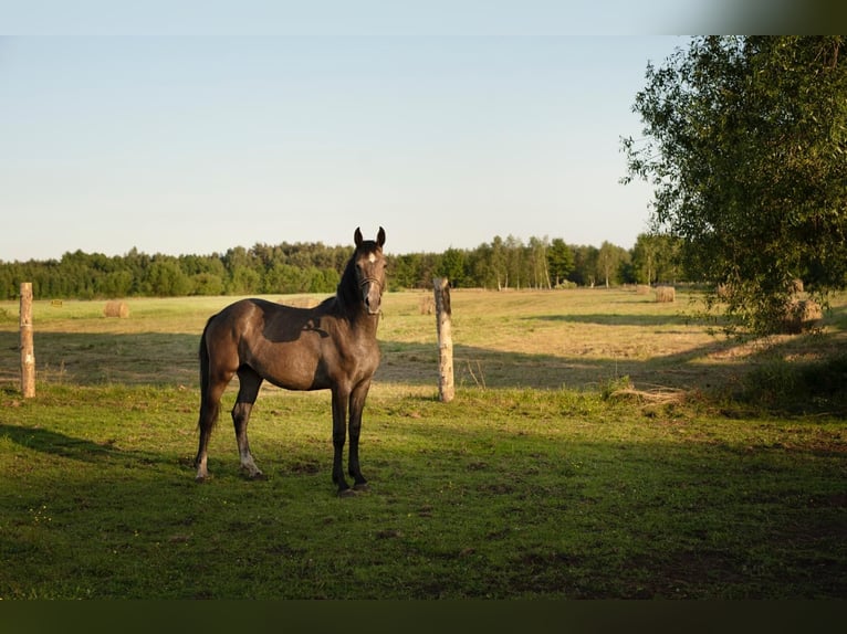Polish sport horse Mare 3 years 16.1 hh Grey in Barlinek