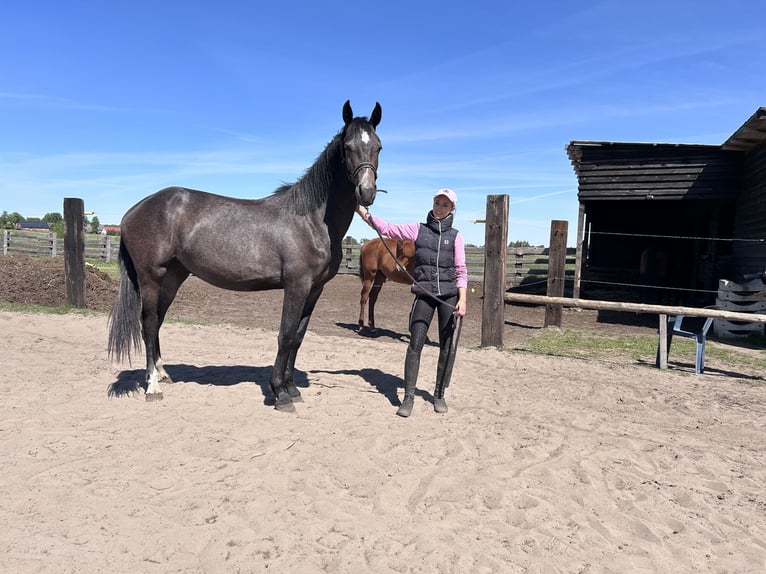 Polish sport horse Mare 3 years 16.1 hh Grey in Barlinek