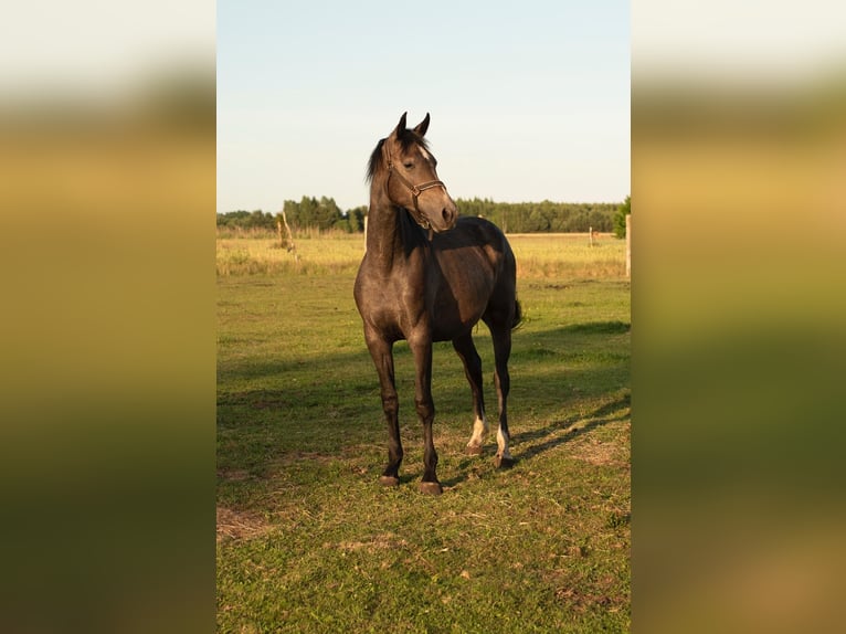Polish sport horse Mare 3 years 16.1 hh Grey in Barlinek