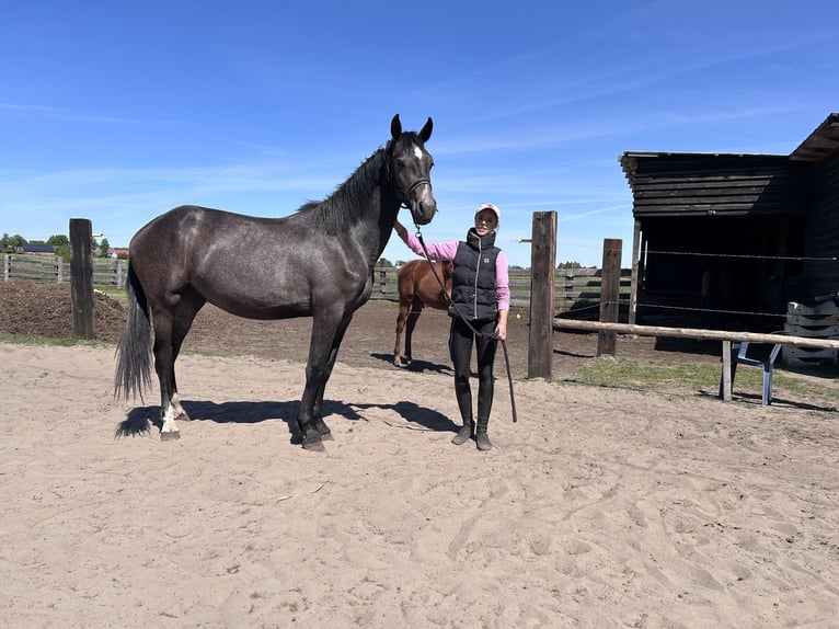 Polish sport horse Mare 3 years 16.1 hh Grey in Barlinek