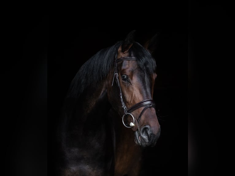 Polish sport horse Mare 3 years 16 hh Bay-Dark in Dywity
