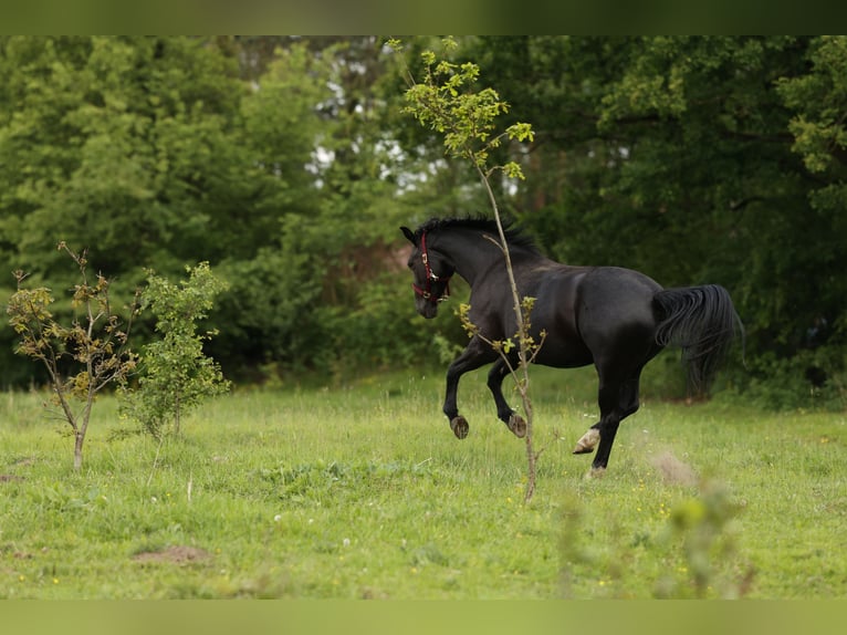 Polish sport horse Mare 3 years 16 hh Black in Nowe Za&#x142;ubice