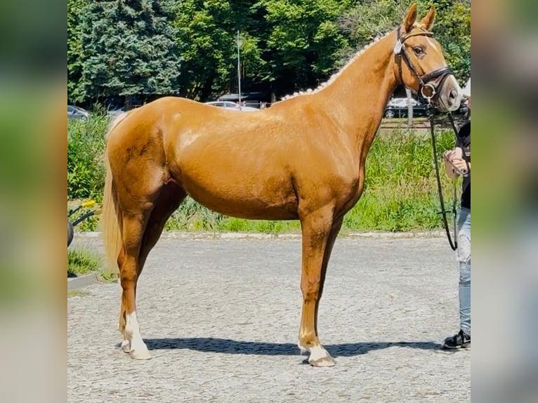 Polish sport horse Mare 3 years 16 hh Palomino in Piecowice