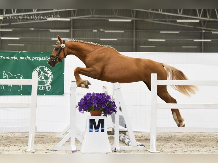 Polish sport horse Mare 3 years 16 hh Palomino in Piecowice