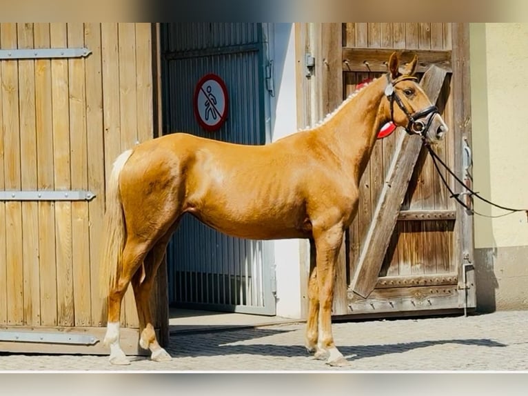 Polish sport horse Mare 3 years 16 hh Palomino in Piecowice