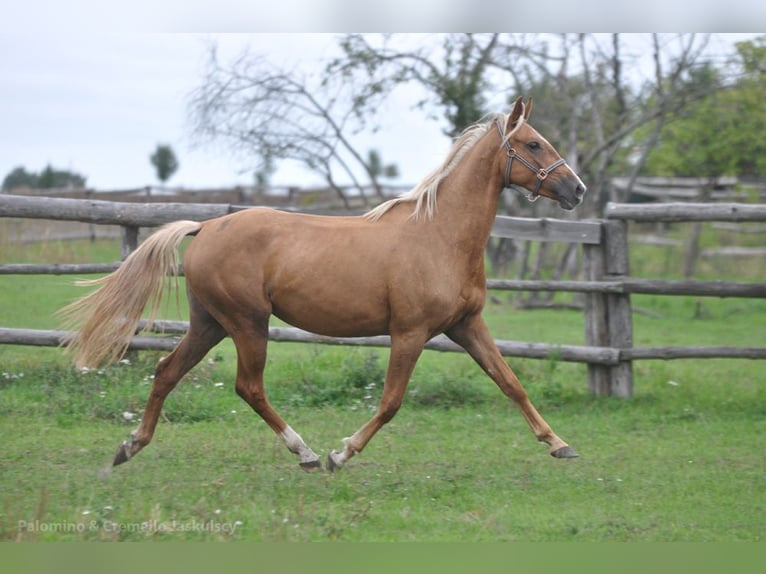 Polish sport horse Mare 3 years 16 hh Palomino in Piecowice