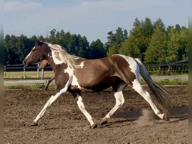 Polish sport horse Mare 3 years 16 hh Pinto in Szewno