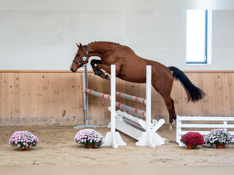 Polish sport horse Mare 3 years 16,1 hh Brown in Galiny