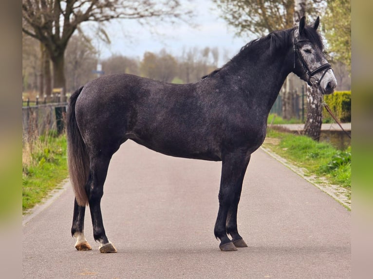 Polish sport horse Mare 3 years 16,1 hh Grey-Dark-Tan in Someren