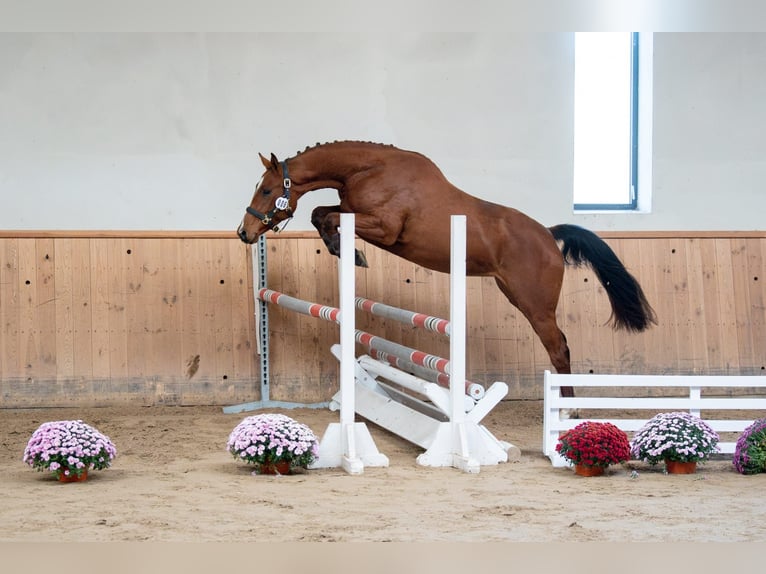 Polish sport horse Mare 3 years 16,2 hh Bay in Galiny