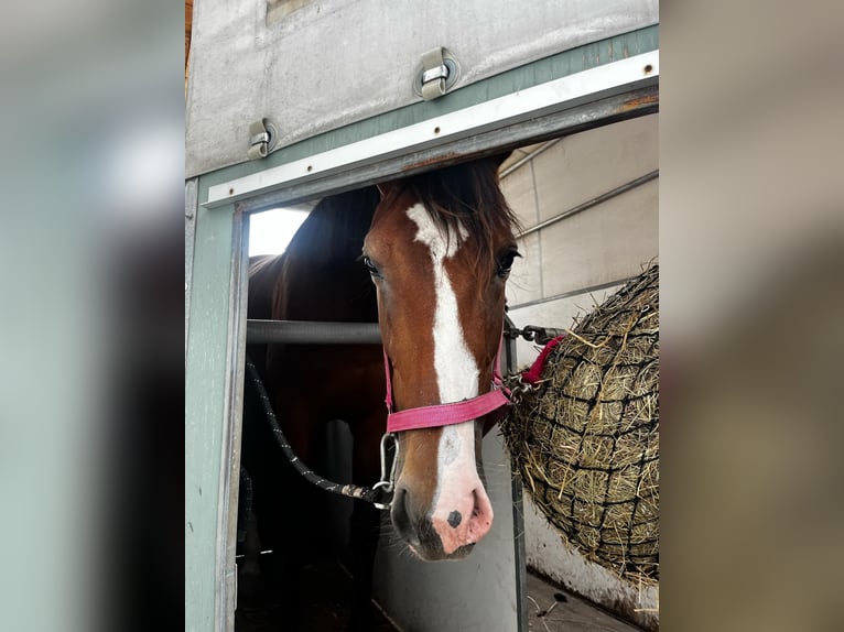 Polish sport horse Mare 3 years 16,2 hh Bay in Nowogard