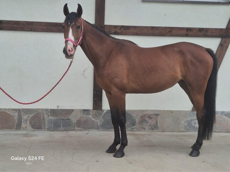 Polish sport horse Mare 3 years 16,2 hh Bay in Nowogard