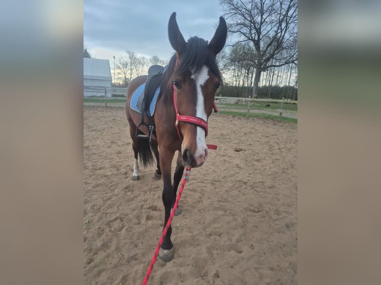 Polish sport horse Mare 3 years 16,2 hh Bay in Nowogard
