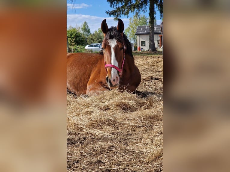 Polish sport horse Mare 3 years 16,2 hh Bay in Nowogard