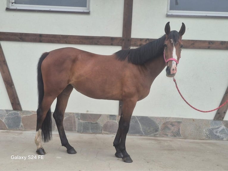 Polish sport horse Mare 3 years 16,2 hh Bay in Nowogard