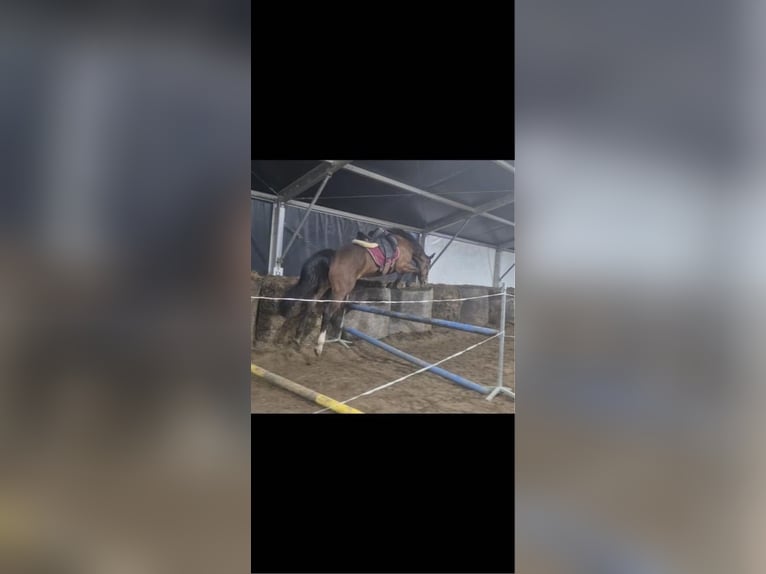 Polish sport horse Mare 3 years 16,2 hh Bay in Nowogard