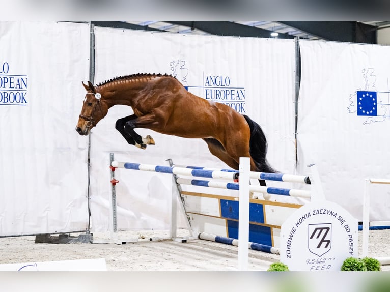 Polish sport horse Mare 3 years 17 hh Chestnut in Gansingen