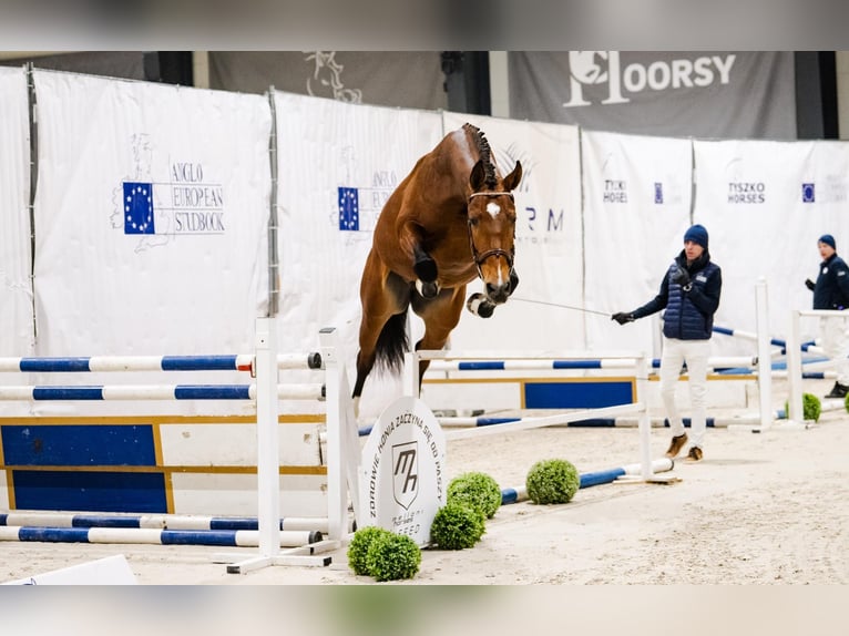 Polish sport horse Mare 3 years 17 hh Chestnut in Gansingen