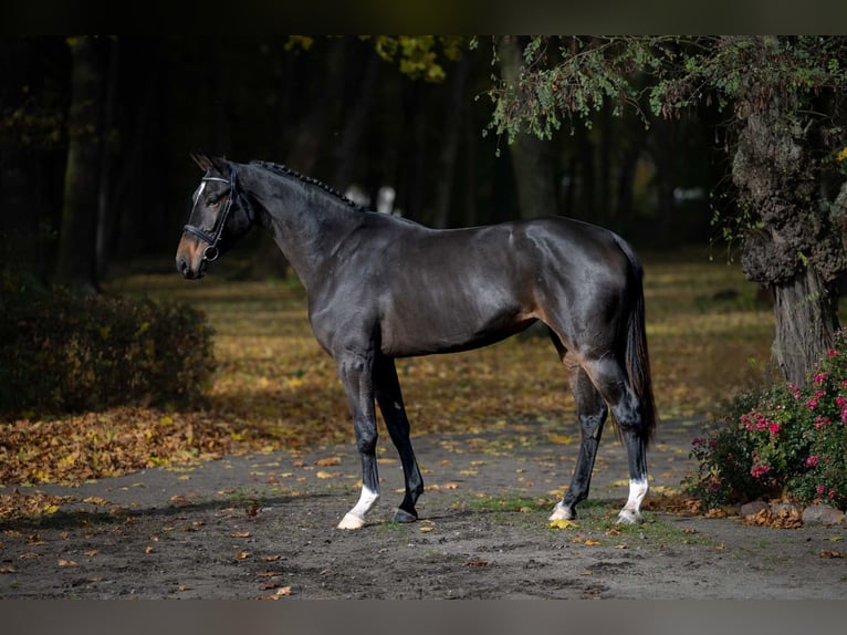 Polish sport horse Mare 3 years Smoky-Black in Pozna&#x144;