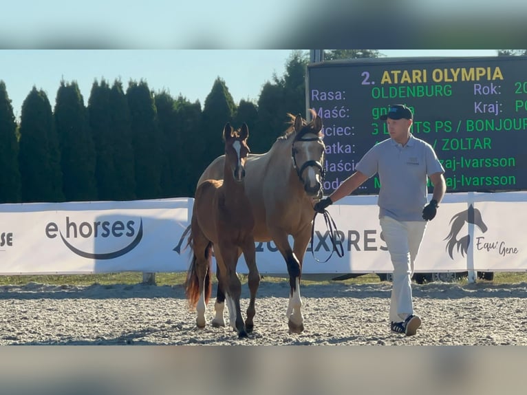 Polish sport horse Mare 4 years 15.2 hh Buckskin in Paszkówka