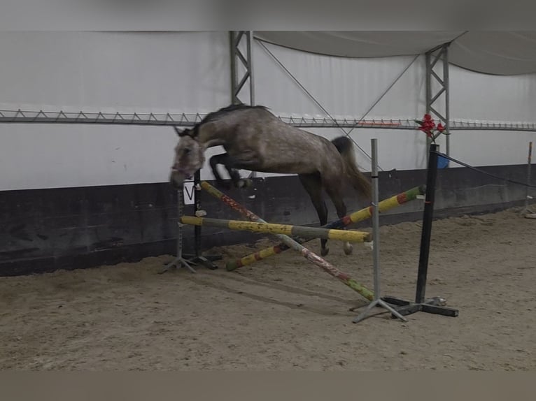 Polish sport horse Mare 4 years 15.2 hh Grey in Kaleń-Towarzystwo