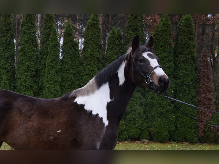 Polish sport horse Mare 4 years 15,1 hh Pinto in Che&#x142;mno