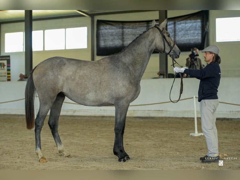 Polish sport horse Mare 4 years 15,2 hh Grey in Urzuty