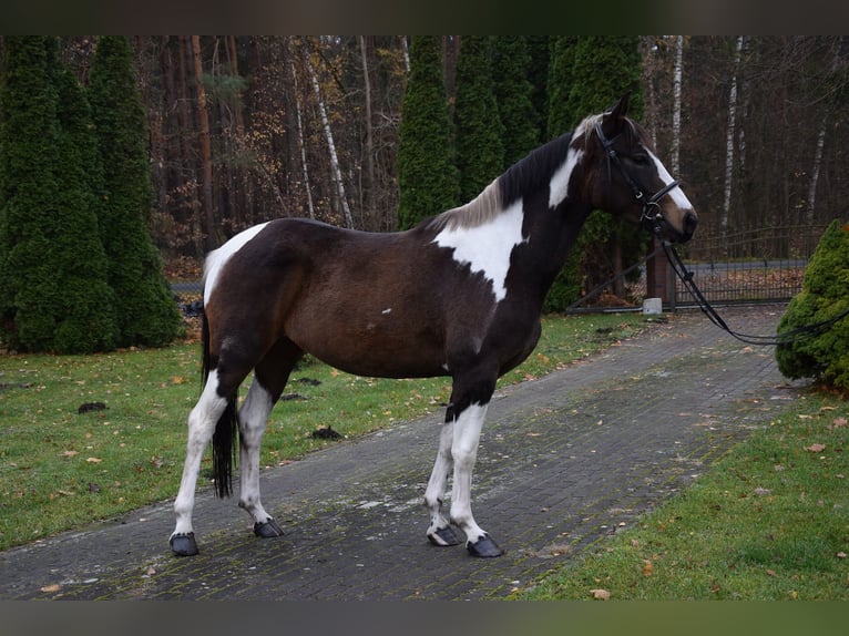 Polish sport horse Mare 4 years 15,2 hh Pinto in Che&#x142;mno