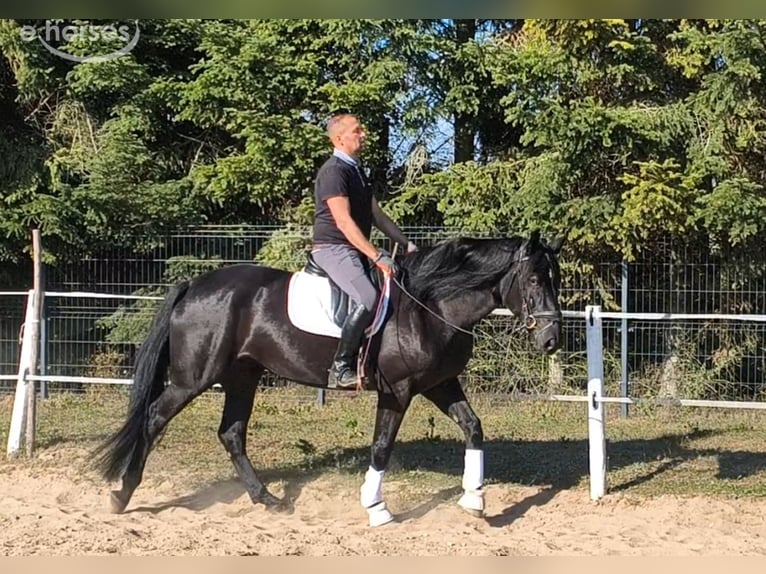 Polish sport horse Mix Mare 4 years 16.1 hh Black in Forst