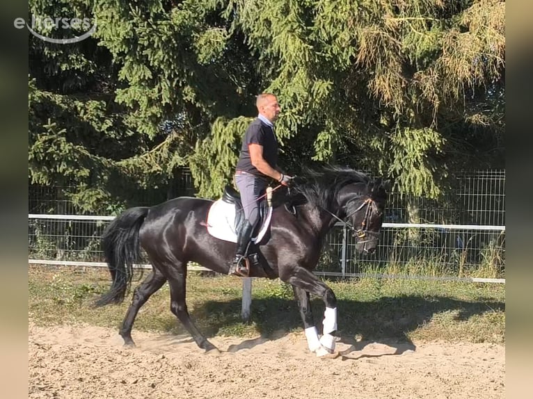 Polish sport horse Mix Mare 4 years 16.1 hh Black in Forst