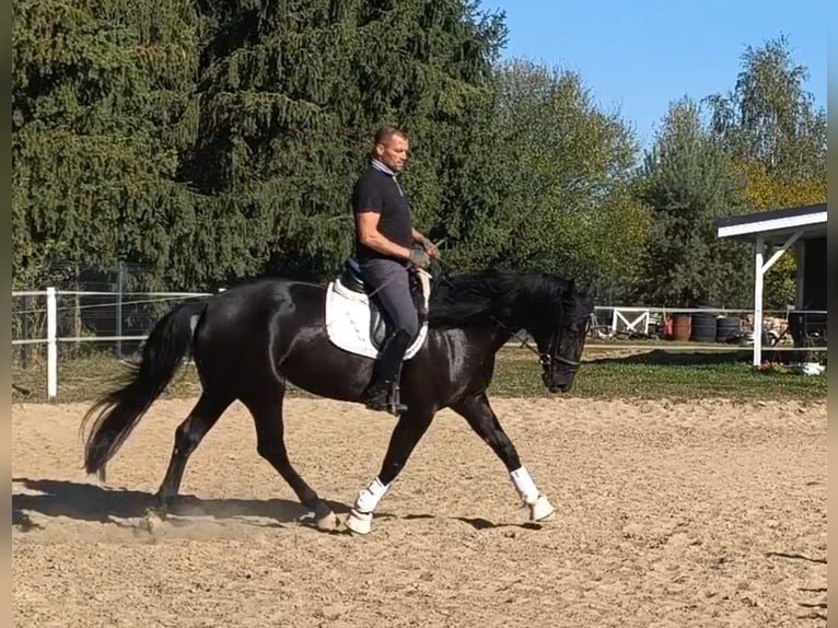 Polish sport horse Mix Mare 4 years 16.1 hh Black in Forst