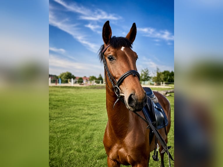 Polish sport horse Mare 4 years 16.2 hh Bay-Dark in Jelenia Góra