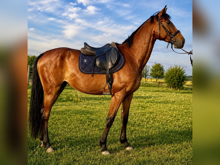 Polish sport horse Mare 4 years 16.2 hh Bay-Dark in Jelenia Góra