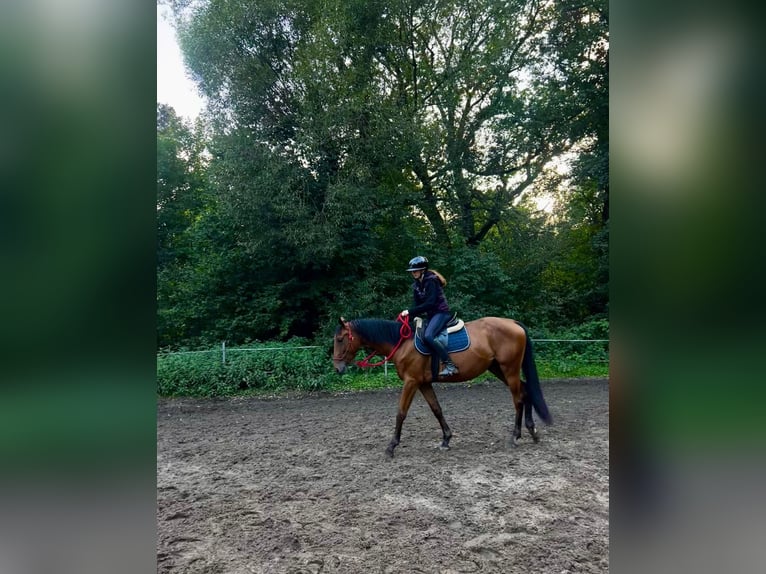 Polish sport horse Mare 4 years 16.2 hh Bay-Dark in Jelenia Góra