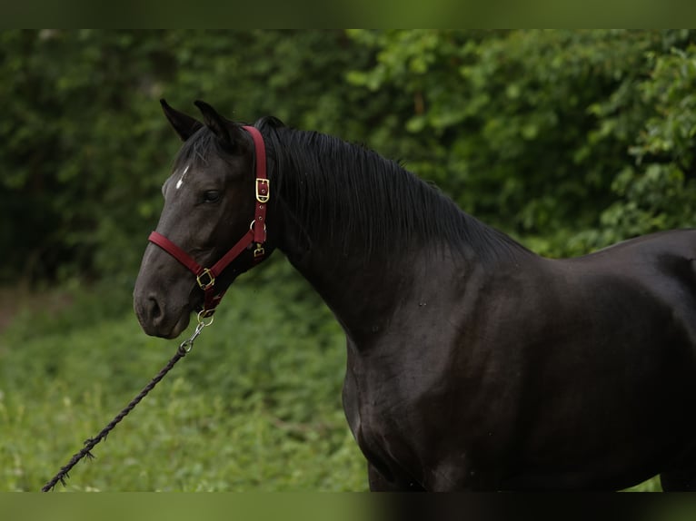 Polish sport horse Mare 4 years 16 hh Black in Nowe Załubice
