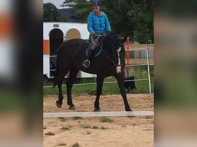 Polish sport horse Mare 4 years 16 hh Black in Wasungen OT &#xD6;pfershausen